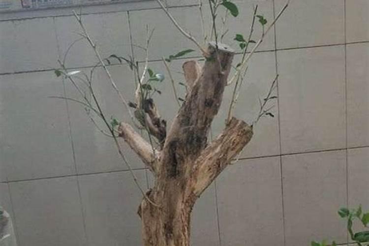 九里香下山桩一个半月未发芽,是否不行了？