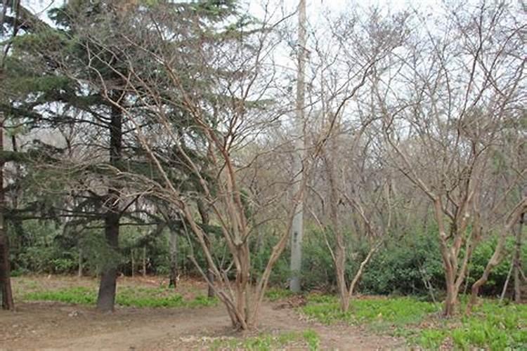 紫薇树不发芽是不是死了