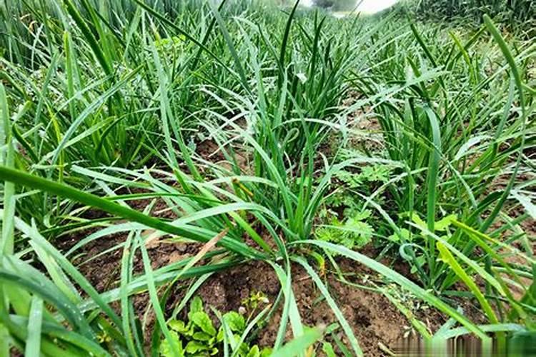 韭菜最忌三种肥
