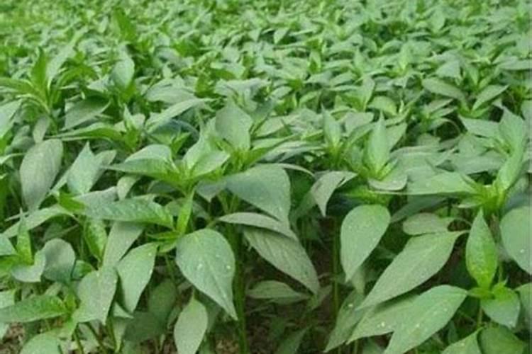 辣椒开花结果期用冲肥吗？怎么施肥能预防徒长