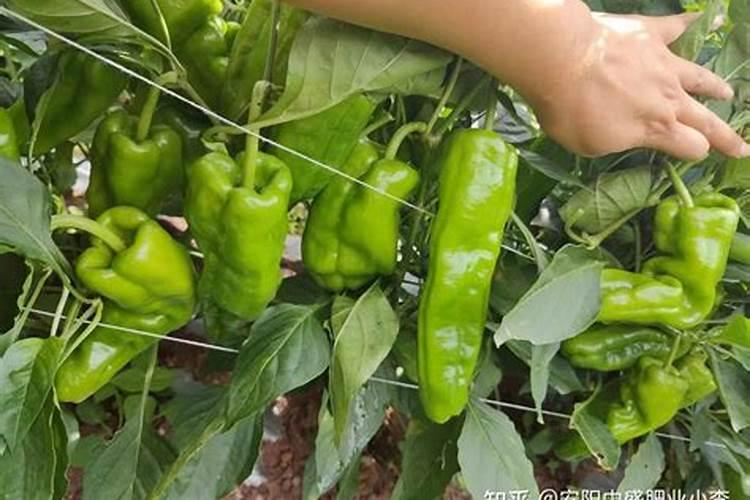 辣椒挂果期追肥用什么肥料好？辣椒保花保果使用的肥料？