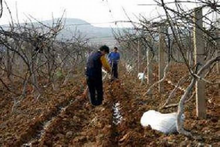 猕猴桃怎么施肥,施肥技术,追肥时间