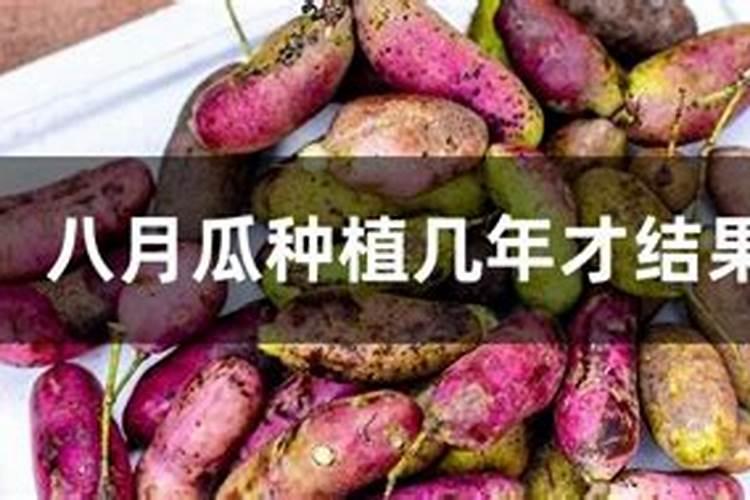 八月瓜种植几年才结果