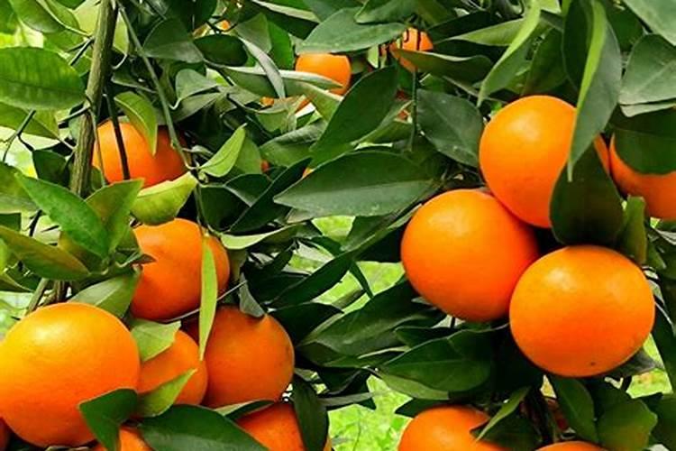 沃柑控梢用钾肥过多有什么后果？