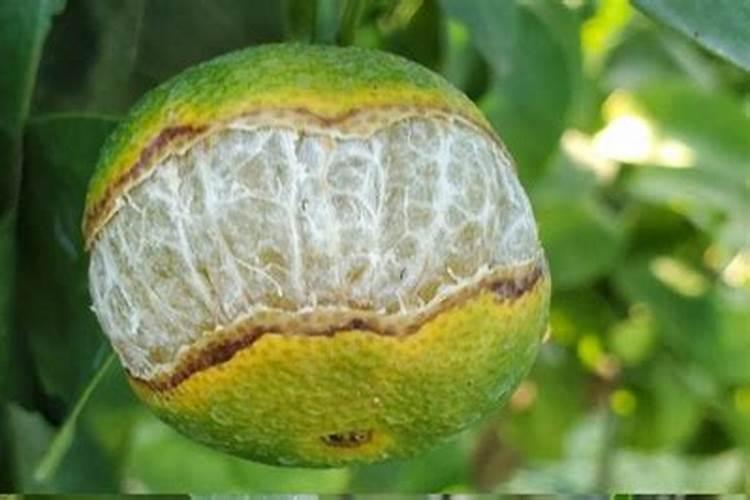 钾肥过量对柑橘的危害