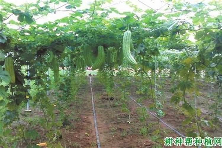 苦瓜怎样进行平衡施肥？