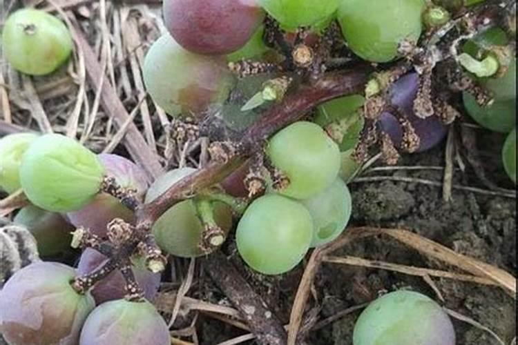 葡萄掉粒,不长啥毛病