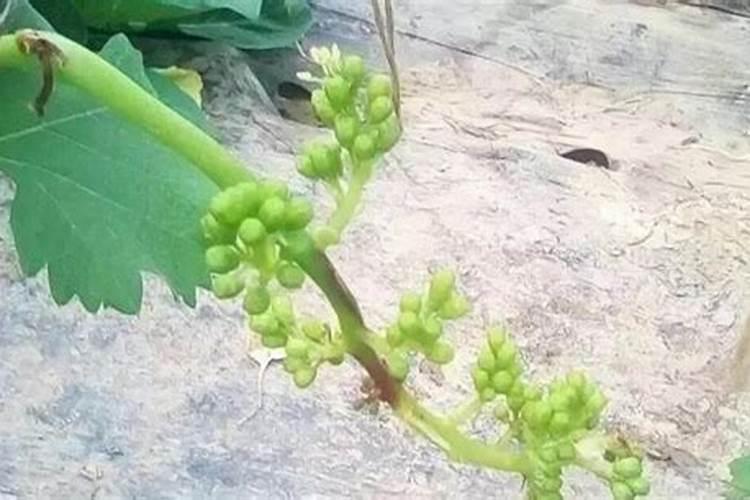 我家葡萄花穗是黑色,是什么病