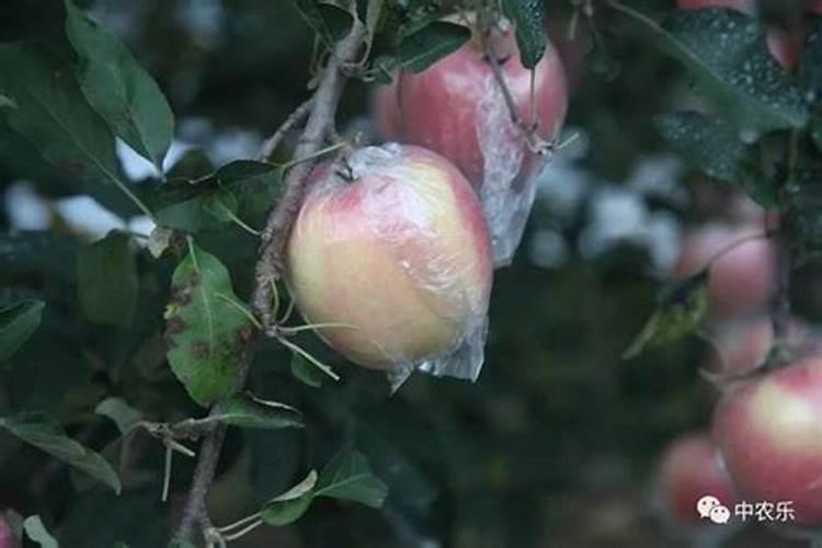 钾肥对果树花芽分化的作用