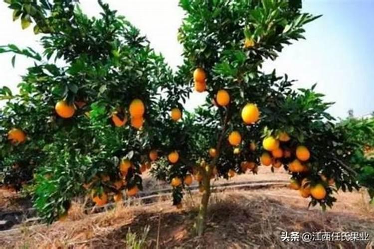 两年脐橙树怎样施肥？和管理 。请求大师