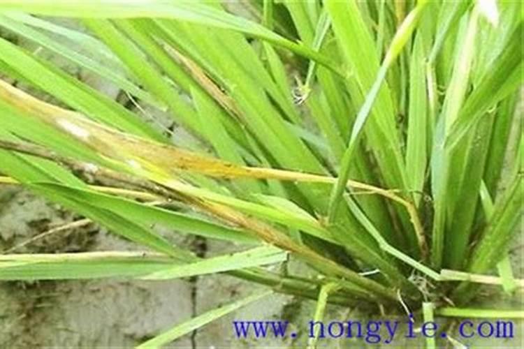 水稻黄叶病用什么农药