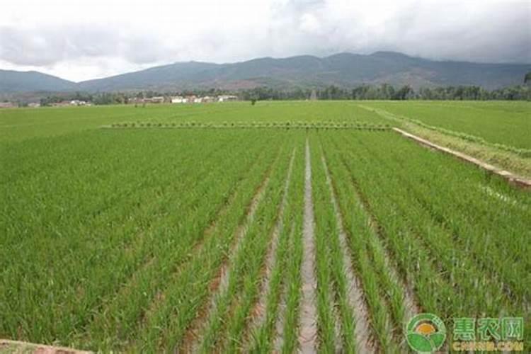 水稻施肥有水好还是无水好？