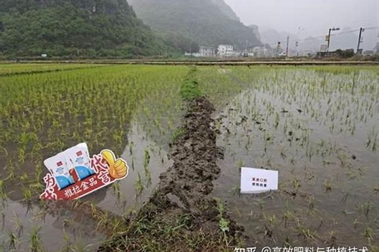 水稻施肥时选择有水的好还是无水的好？