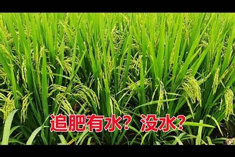 请问水稻田里打农药有水好还是没有水好？