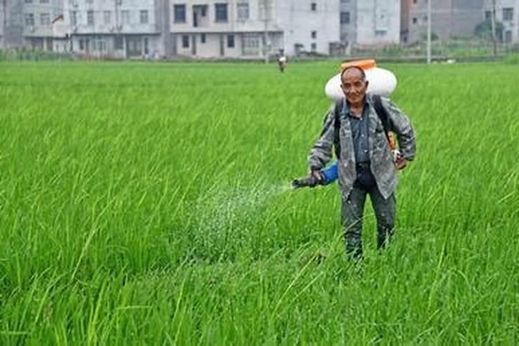 给水稻施肥的时候,是有水的好还是无水的好呢？