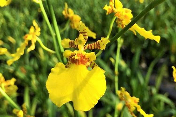 文心兰适合什么叶面肥施肥？