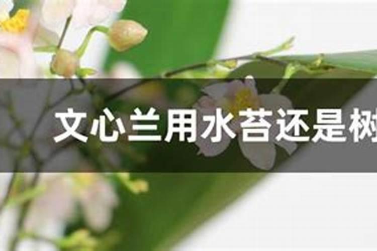 文心兰用水苔还是树皮种