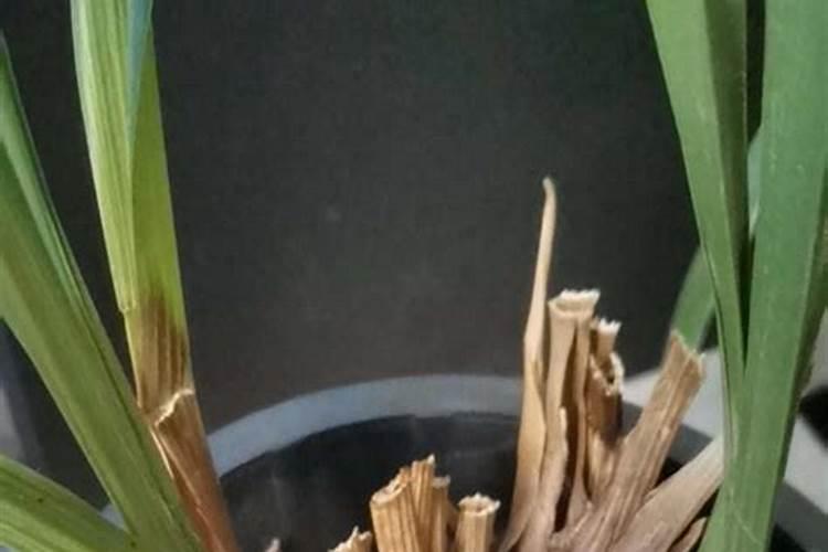 文心兰花箭枯了怎么回事？