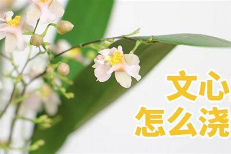 文心兰要怎么浇水？