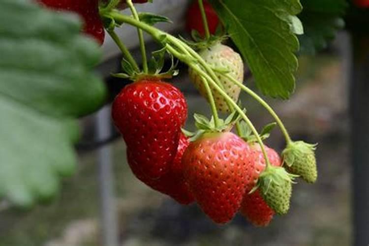 草莓如何过冬