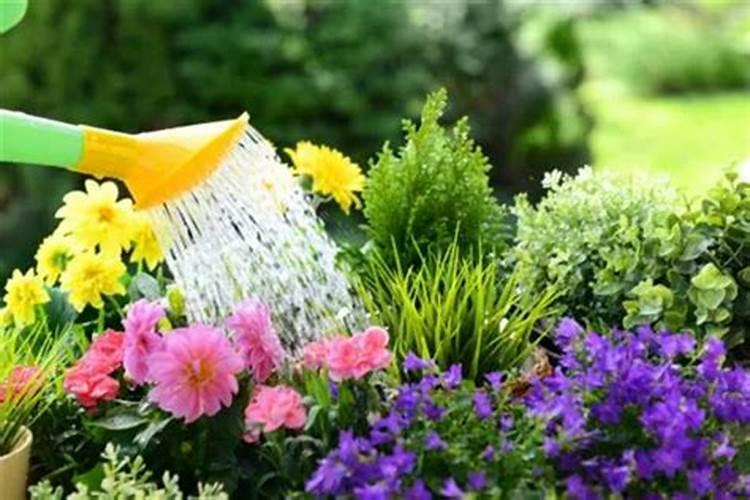 氮肥需要稀释后浇花吗