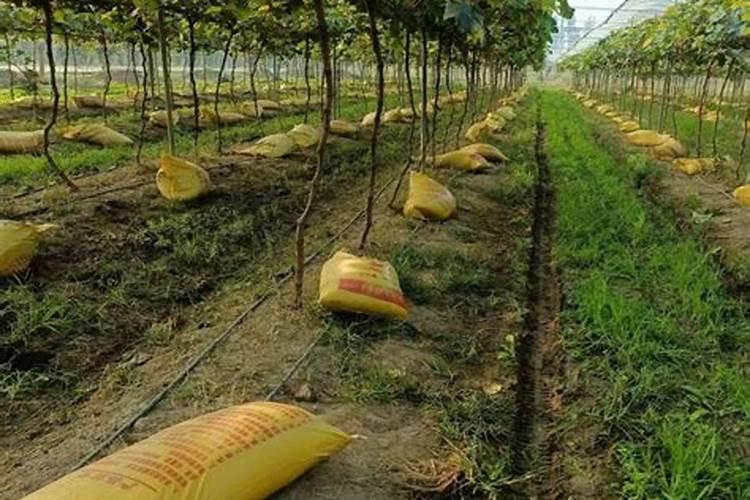 葡萄挂果后怎么管理,葡萄挂果后掉果怎么办