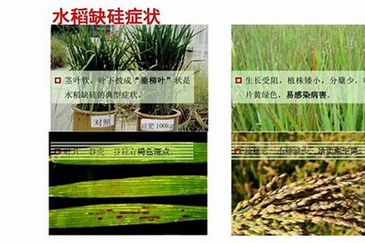 水稻缺硅要怎样施用硅肥改善？