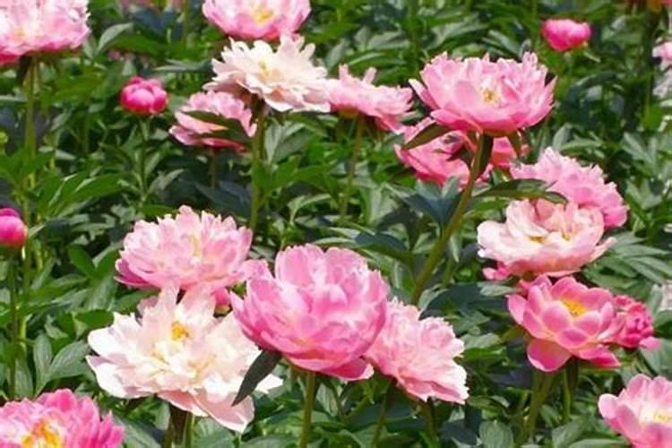 芍药刚出芽如何施肥