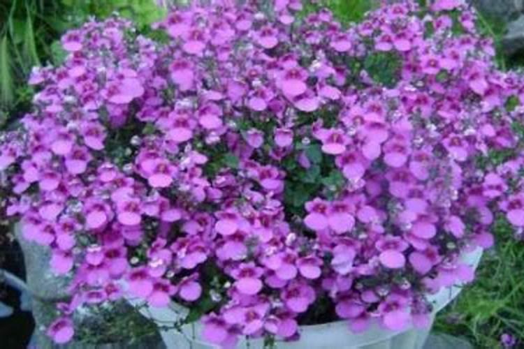 开花后使用花多多2号会怎样。谢谢