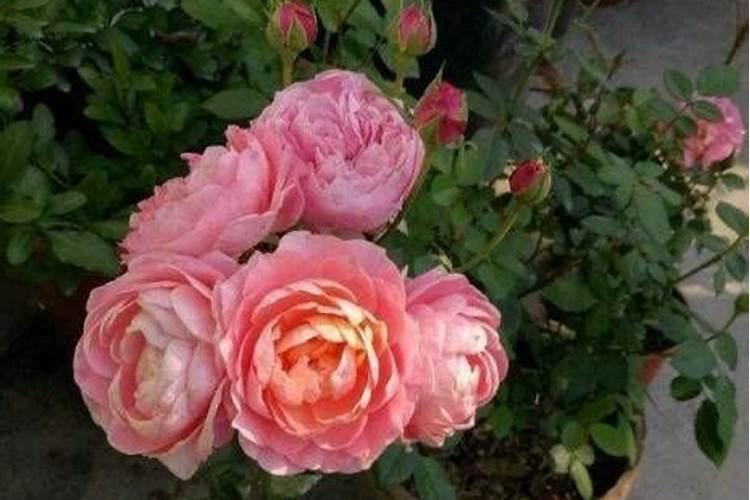 月季花冬季如何施肥效果最好,可以用水溶肥吗？