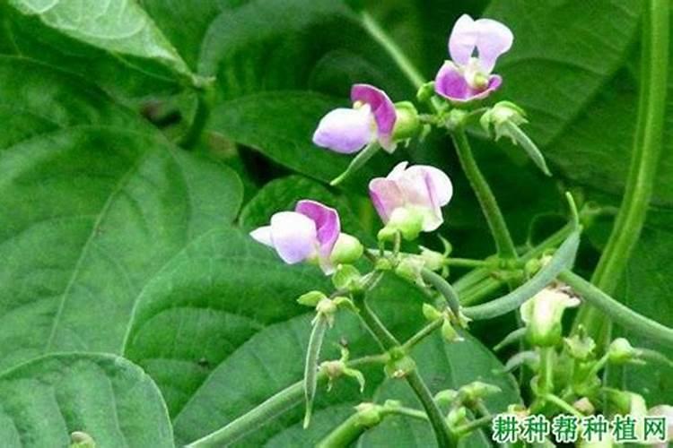 请问四季豆开花期可以浇水吗‘