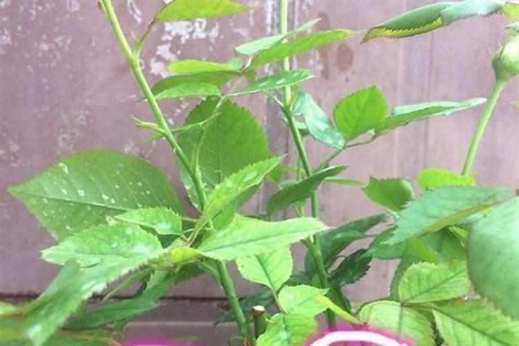 月季盲枝施氮肥还是钾肥效果好？