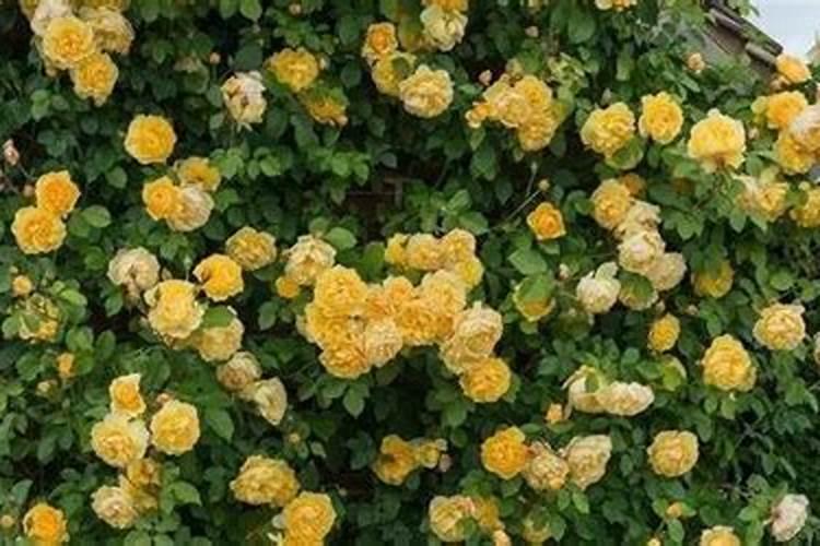 春天月季长出这3种枝条趁早处理晚了小心没花看