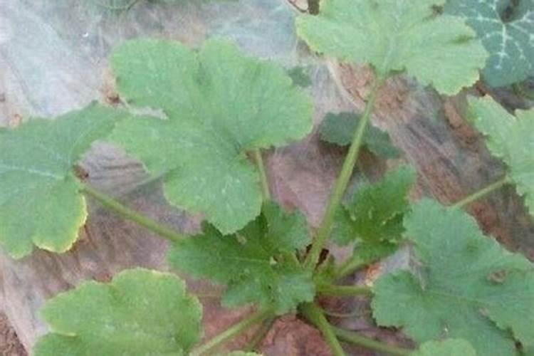 瓜类蔬菜种植中出现生理障害是什么原因导致的？如何防治？