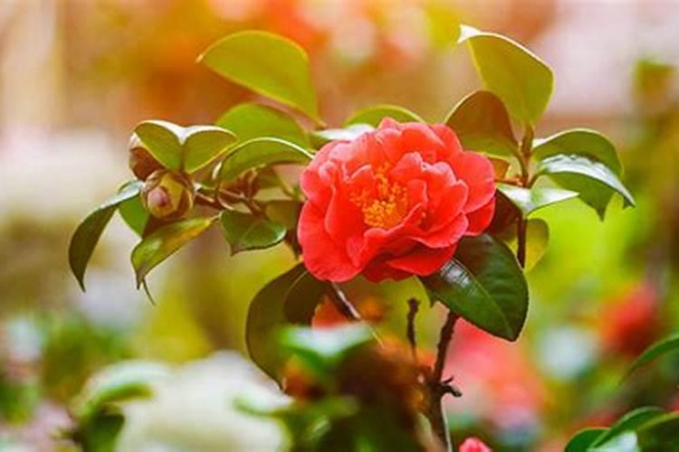 快开花需要加什么肥吗