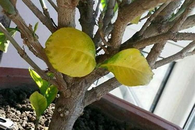盆栽花卉出现黄叶病怎么办