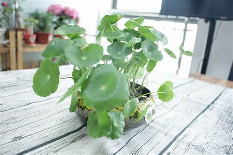 冬天铜钱草叶子发粘怎么回事