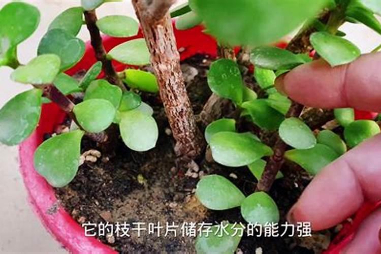 金枝玉叶冬天掉叶是怎么回事