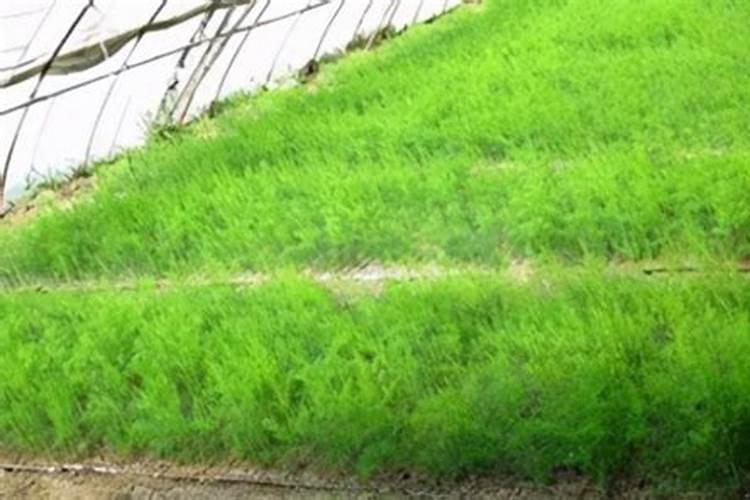 芦笋苗用什么叶面肥好些？