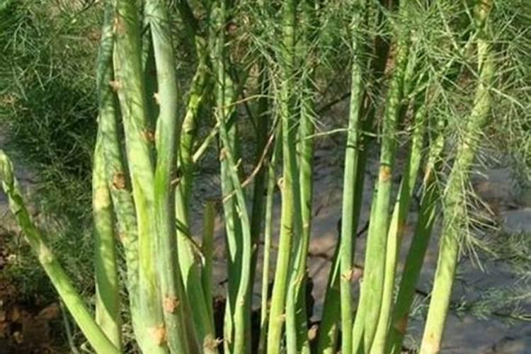 芦笋长不粗很细,需要用什么肥料？