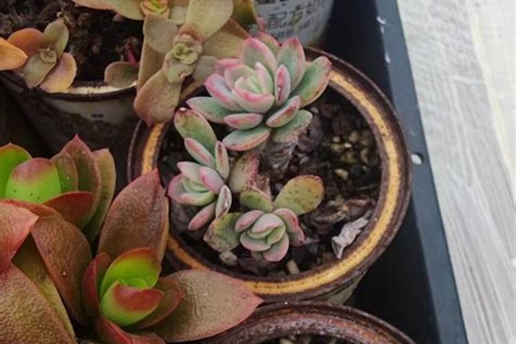 速效磷肥可以种多肉吗？