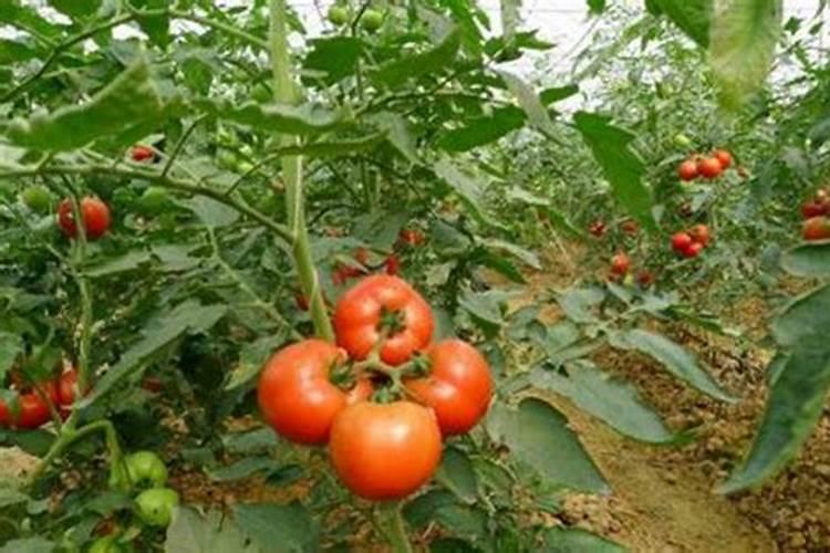 西红柿挂果后怎么管理