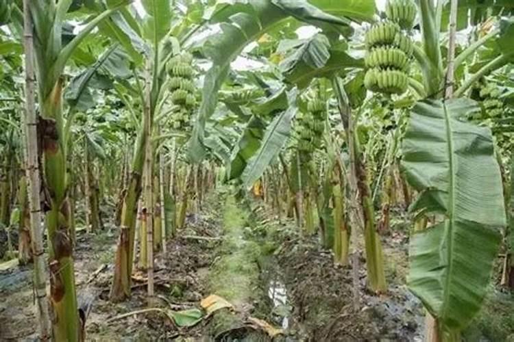 富硒香蕉和普通香蕉该如何从生长环境来区分？