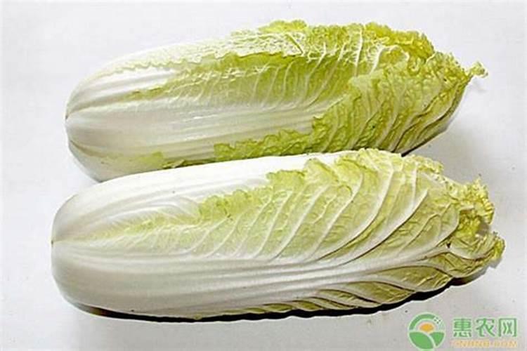 娃娃菜英皇栽培要点