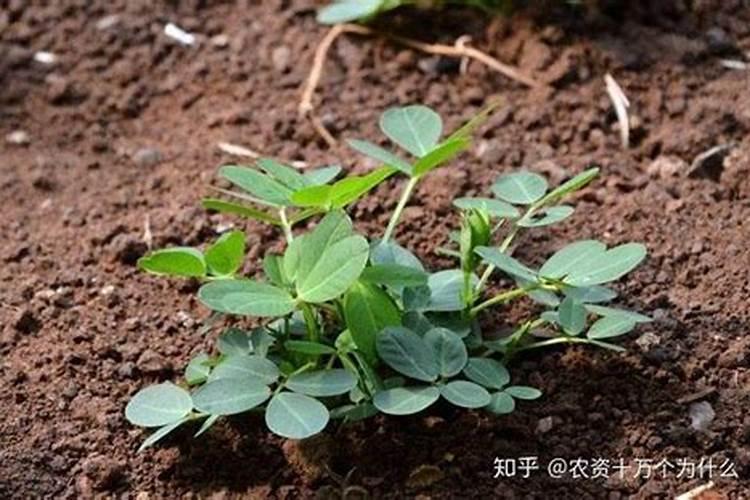 种花生出苗几天需要肥最多？