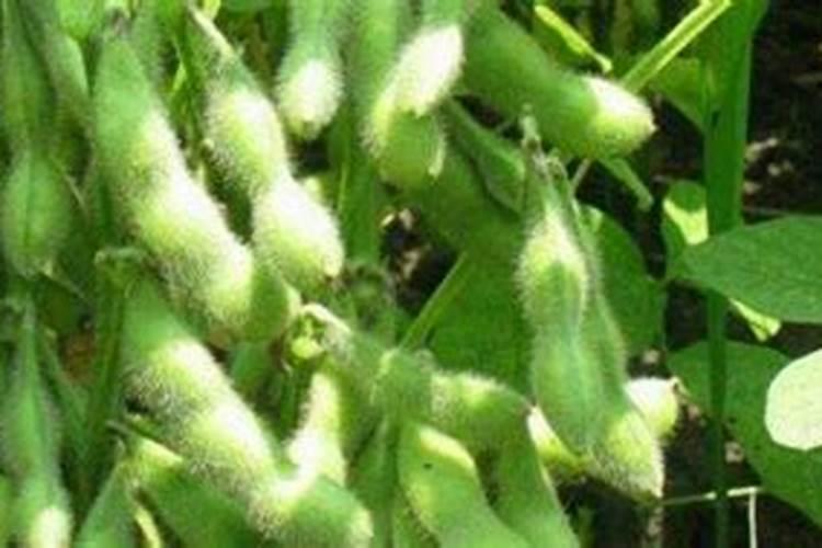 大豆连续重茬用什么肥