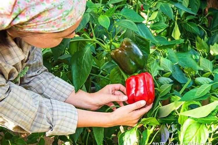 蔬菜多久补充一次钙肥最好？