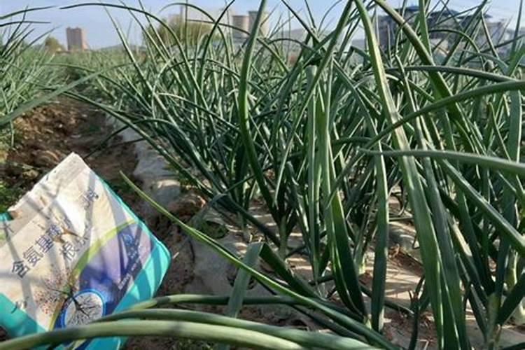 水溶肥对葱有作用吗