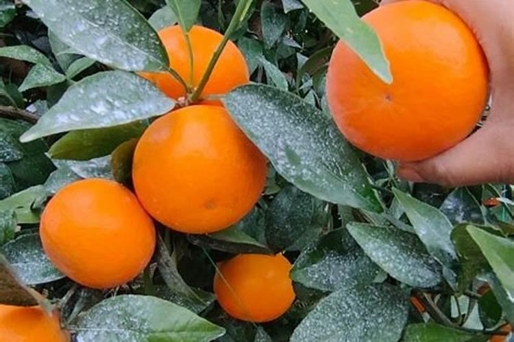 沃柑几月份放磷肥最好活果？