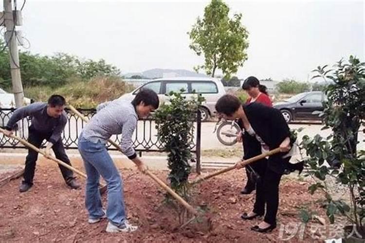 移栽的果树春天没发芽,但树根和树枝没死该怎么办